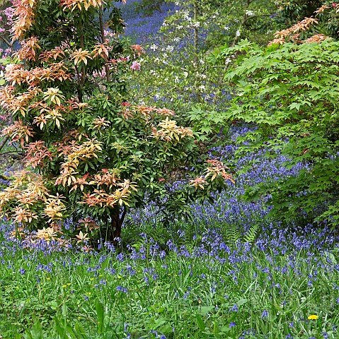 Superbly_Beautiful_light_woodland_garden_with_Pieris_evergreen_shrub_Bluebells_in_dell