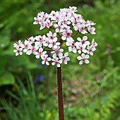 Darmera peltata