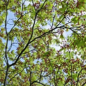 Specimen tree leaves and flowers of Acer against the sky in Spring