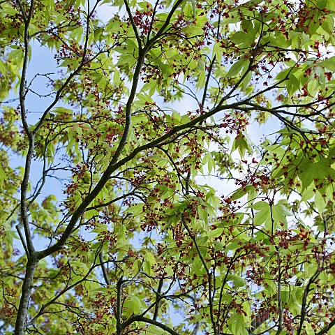 Specimen_tree_leaves_and_flowers_of_Acer_against_the_sky_in_Spring