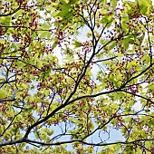 Specimen tree leaves and flowers of Acer against the sky in Spring