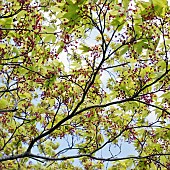 Specimen tree leaves and flowers of Acer against the sky in Spring