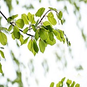 Beech tree branch back lit foliage spring