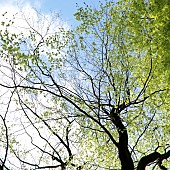 Trees in Spring against Blue Sky