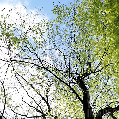 Trees_in_Spring_against_Blue_Sky