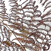 Fern leaf patterns of natures design in autumn