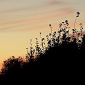 Hedgerow tops with twighlight silhouettes backlit by a evening summer light