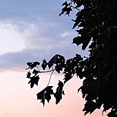 Twighlight showing silhouettes of nature, backlit by a by a disappearing summer sun