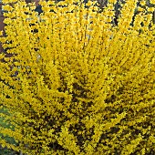 Upright deciduous shrub Forsythia bright yellow flowers in early spring garden March Cannock Wood Village Staffordshire England UK