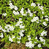 Crataegus monogyna Common hawthorn