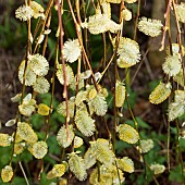 Salix Willow deciduous tree catkins with yellow anthers in early spring garden March Cannock Wood Village Staffordshire England UK