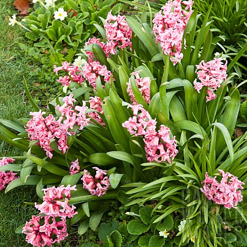 Cluster_of_pink_hyacinths_in_Spring_Garden
