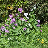 Lunaria Honesty, Satin flower