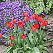 Red tulips and lilac-blue Aubretia in Spring Garden