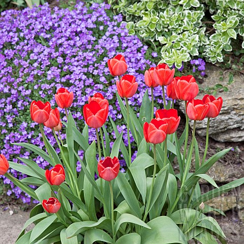 Red_tulips_and_lilacblue_Aubretia_in_Spring_Garden