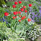 Border with red tulips and Spring growing plants