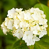 Hydrangea macrophylla large white flower head