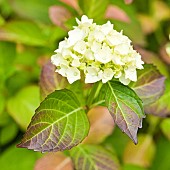 Hydrangea macrophylla large white flowers head