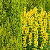 Lysimachia vulgaris Yellow Loosestrife