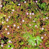 Geranium robertianum Herb Robert