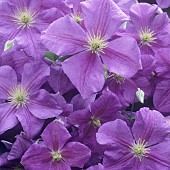 Clematis Perle d Azur