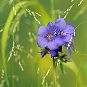 Polemonium Jacobs Ladder