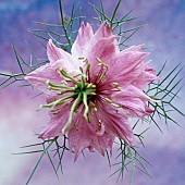 Nigella damascena love-in-a-mist