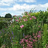 Border of mixed summer flowering perennials Roses, Diascia