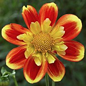 Dahlia Pooh