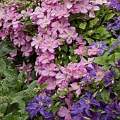 Clematis Comtesse de Bouchaud pink flowerheads and Mauve Clematis Jackmanii