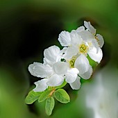 Exochorda The Bride