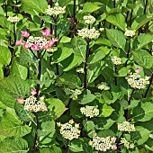 Hydrangea macrophylla Zorro