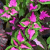 Coleus Songbird