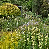 Borders of plant combination colours of pale lemon and pale blue herbaceous perennials