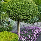 Buxus Sempervirens common box evergreen shrub, shaped into ball underplanted with Dianthus