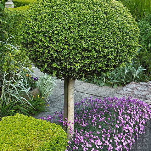 Buxus_Sempervirens_common_box_evergreen_shrub_shaped_into_ball_underplanted_with_Dianthus