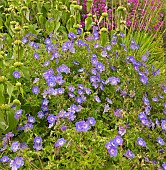 Geranium Cranesbill Rozanne