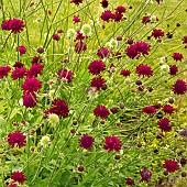 Knautia macedonica syn. Scabiosa Rumelica