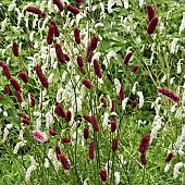 Lysimachia clethroides Loosestrife,  Persicaria bistorta