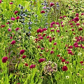 Knautia macedonica pincushion