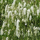 Lysimachia clethroides Loosestrife