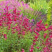 Penstemon Andenken an F. Hahn Penstemon Garnet