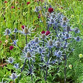 Eryngium x oliverianum Sea Holly