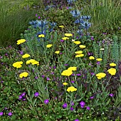 Achillea Gold Plate