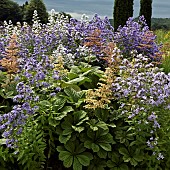 Herbaceous perennial Campanula Lactiflora Pritchards Variety milky bellflower with blue flowerheads and Rodgersia Pinnata Maurice Mason pinnate leaves and a froth of pink flowerheads in the Italian garden at Trentham Gardens (NGS) Staffordshire in July