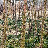 Betula nigra Black Birch with frosted grasses and perennials