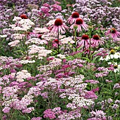 Colour themed border of pinks and purple at