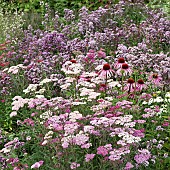 Colour themed border of pinks and purple at