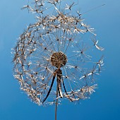 Wire sculptures Dandelion seed head blowing in the wind
