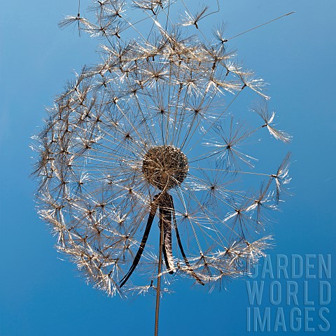 Wire_sculptures_Dandelion_seed_head_blowing_in_the_wind